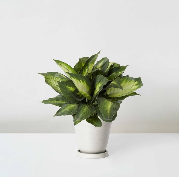 Dieffenbachia+Seguine_%E7%B2%89%E9%BB%9B_Table_White