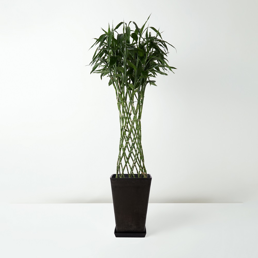 Dracaena+Sanderiana+var.+Virens_%E5%AF%8C%E8%B2%B4%E7%AB%B9_Floor_Black