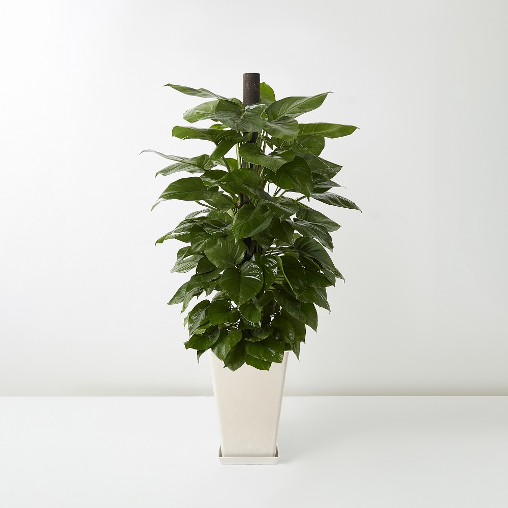 Golden+Pothos_%E9%BB%83%E9%87%91%E8%91%9B_Floor_White