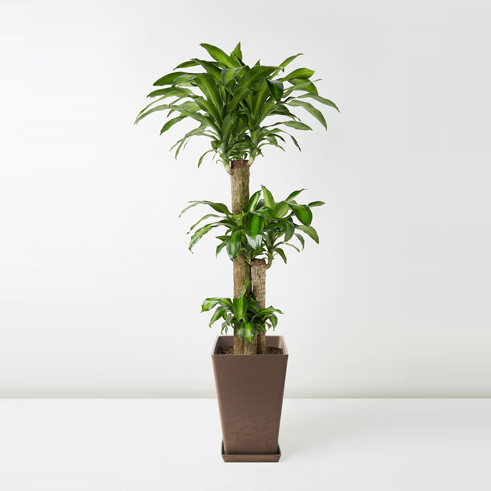 flora-houses-Dracaena-Fragrans-brown-1