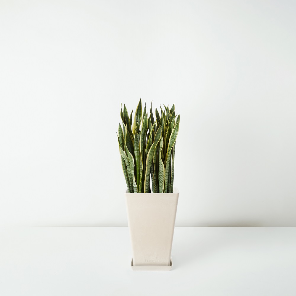 Sansevieria+Trifasciata_%E8%99%8E%E5%B0%BE%E8%98%AD+_Floor_White