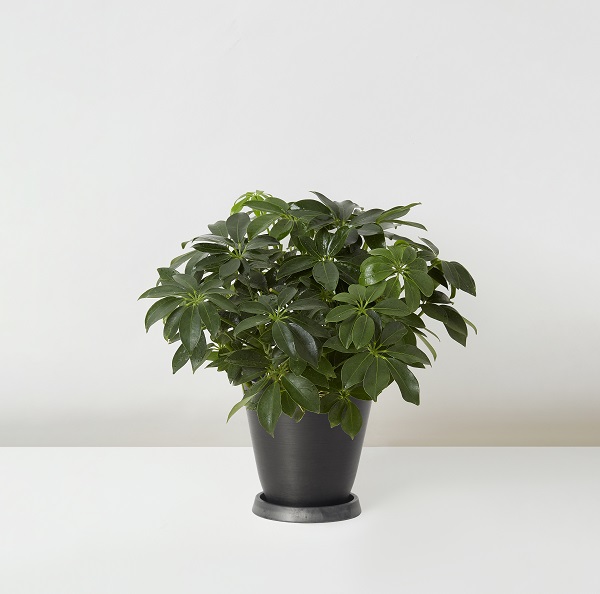 Schefflera+Octophylla_%E9%B4%A8%E8%85%B3%E6%9C%A8_Table_Black