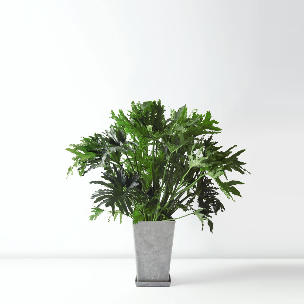 flora-houses-Tree-philodendron-grey-sq-1