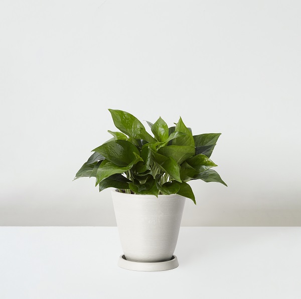 Golden+Pothos_%E9%BB%83%E9%87%91%E8%91%9B_Table_White