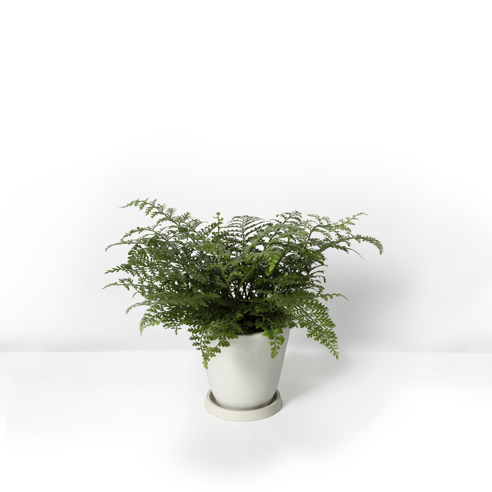 Bracken+Fern_%E5%90%89%E5%A7%86%E5%8E%A5_White_r