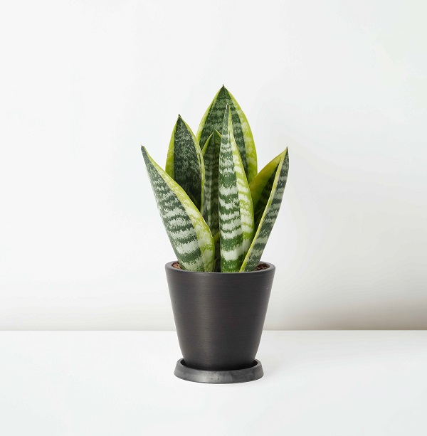 Sansevieria+Trifasciata_%E8%99%8E%E5%B0%BE%E8%98%AD_Table_Black