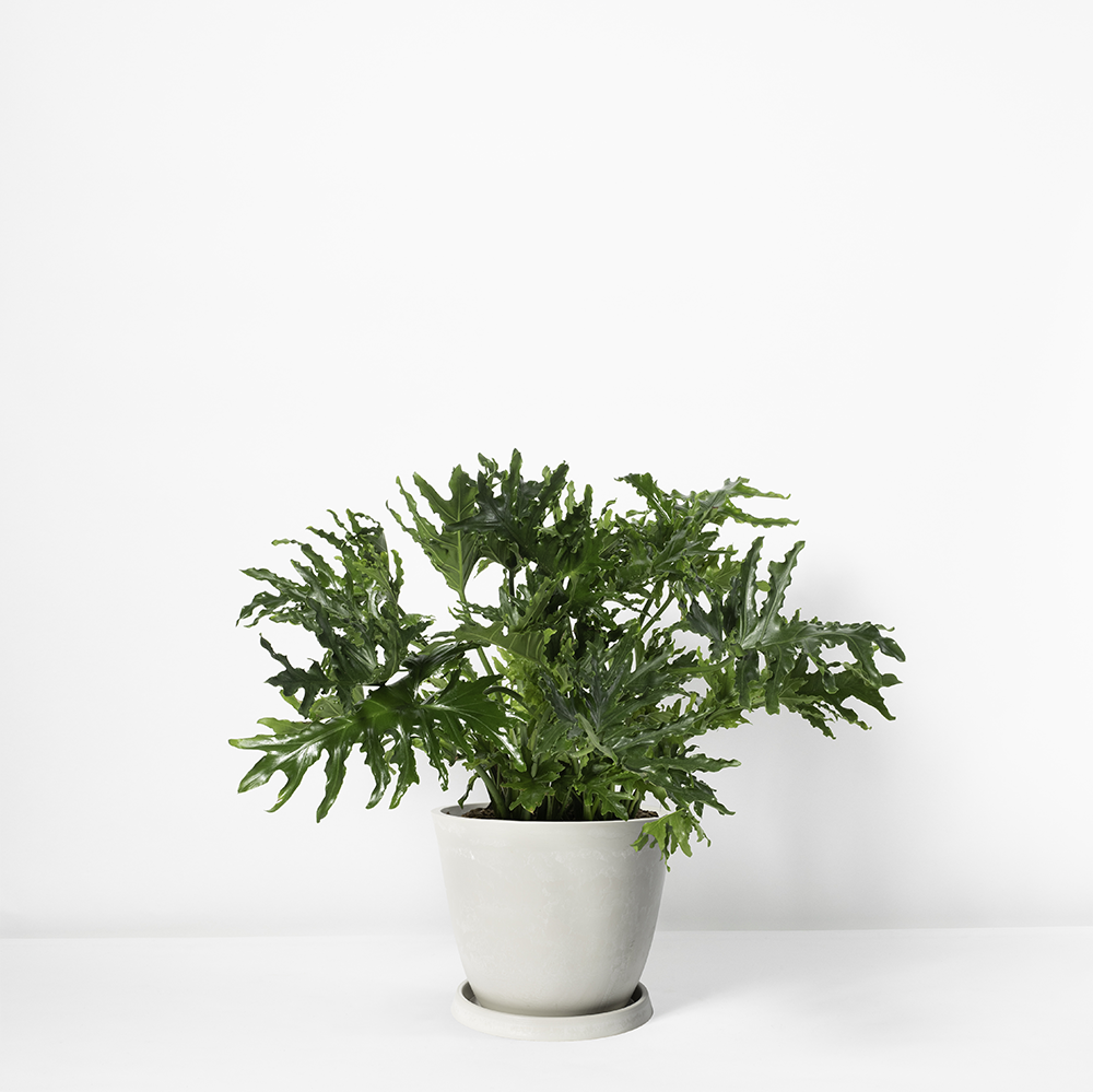 Tree+Philodendron_+white