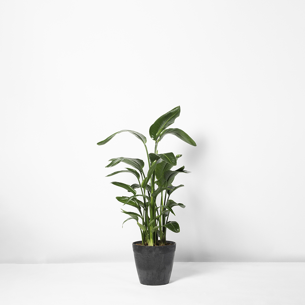 Flora Houses - Online Plant Store