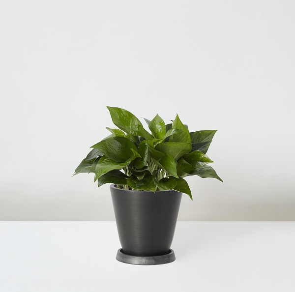 Golden+Pothos_%E9%BB%83%E9%87%91%E8%91%9B_Table_Black