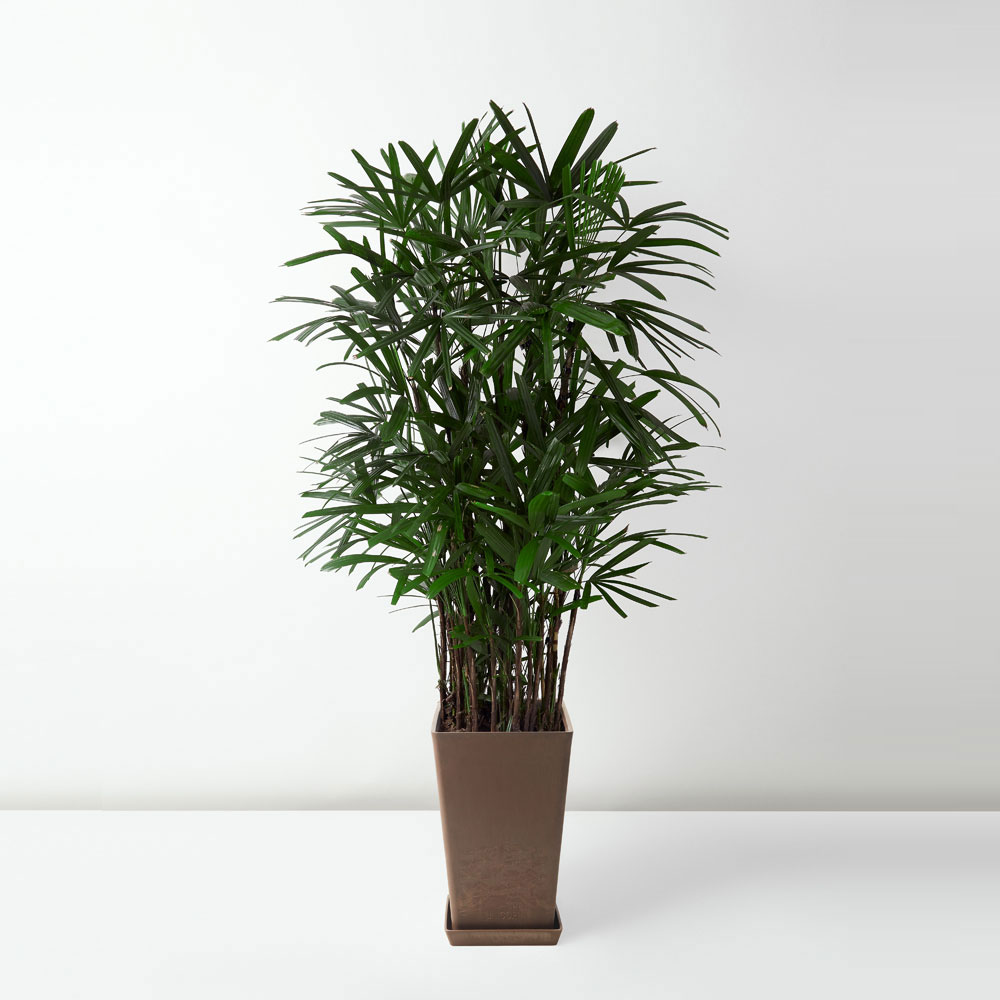 flora-houses-Rhapis-Excelsa-brown-sq-1