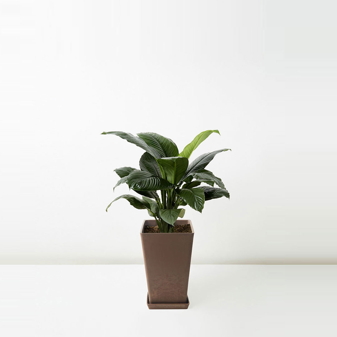 Flora-Houses-Spathiphyllum-palls-Hort-Brown-2