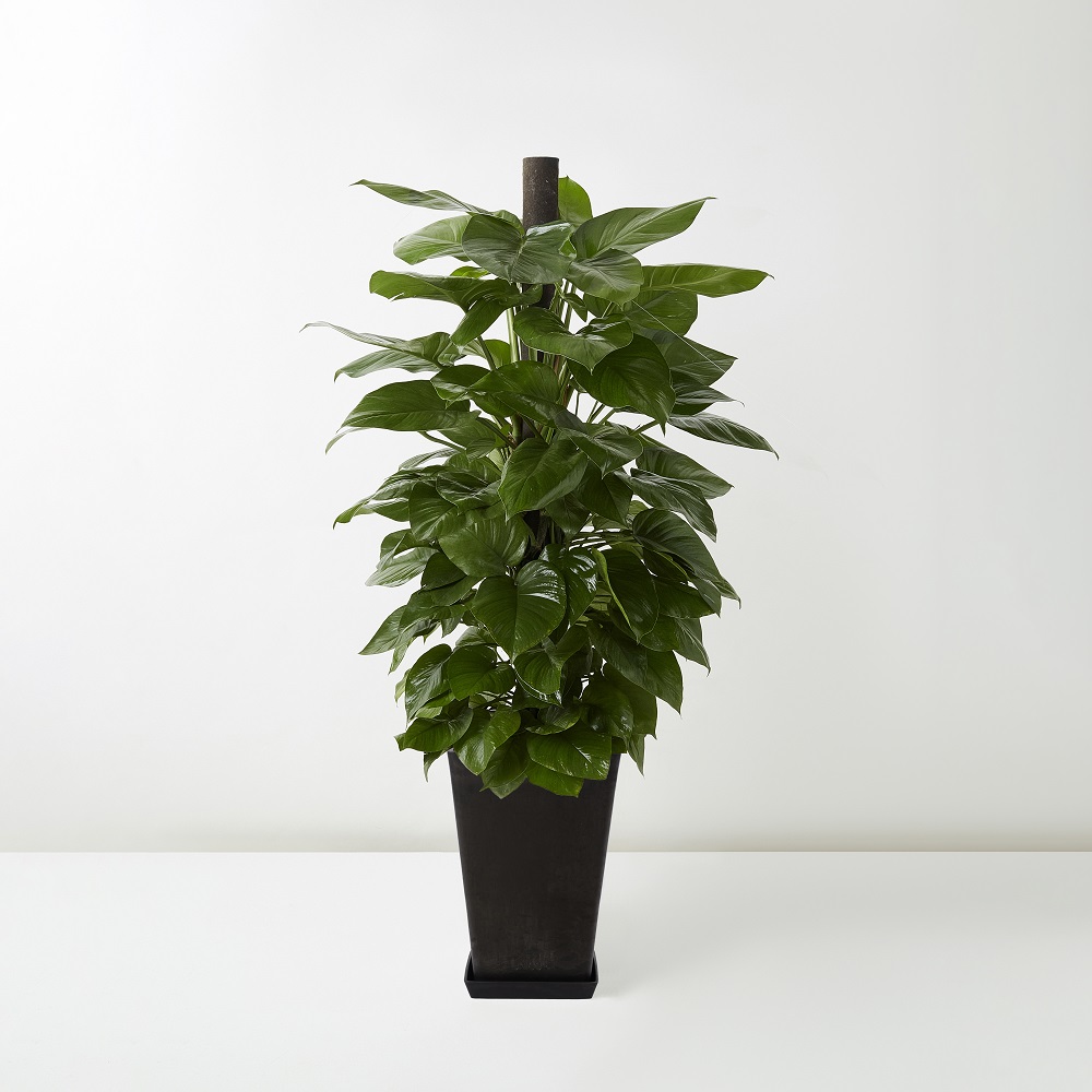 Golden+Pothos_%E9%BB%83%E9%87%91%E8%91%9B_Floor_Black