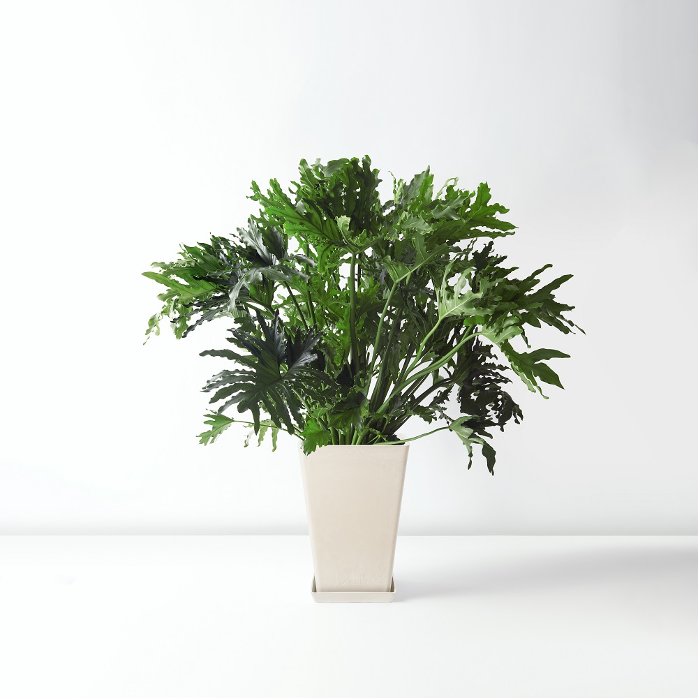 Tree+Philodendron_%E6%98%A5%E7%BE%BD_Floor_White