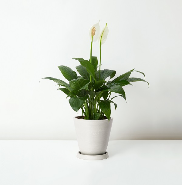 Spathiphyllum+Kochii_%E7%99%BD%E6%8E%8C_Table_White